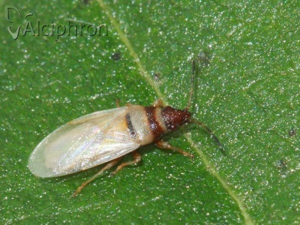 Oxycarenus pallens