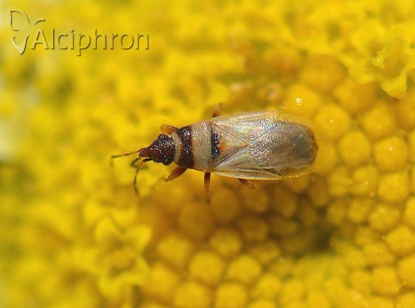 Oxycarenus pallens