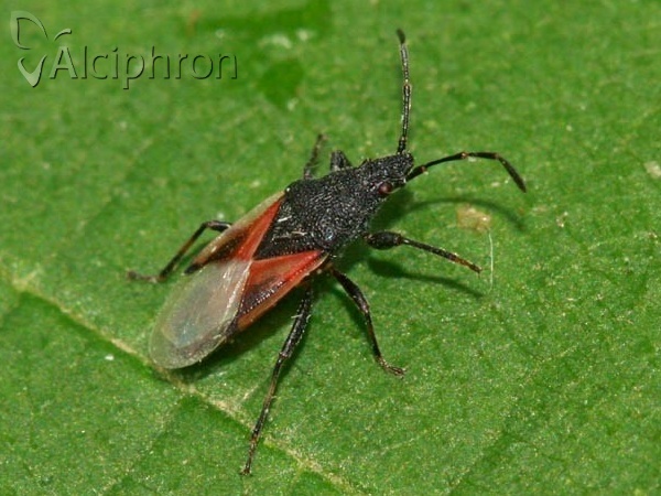 Oxycarenus lavaterae