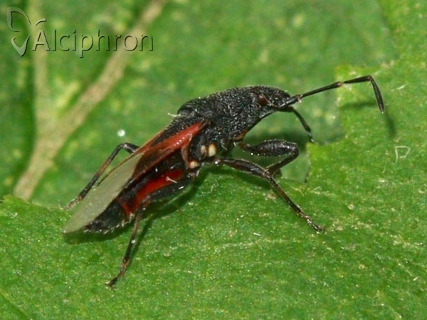 Oxycarenus lavaterae