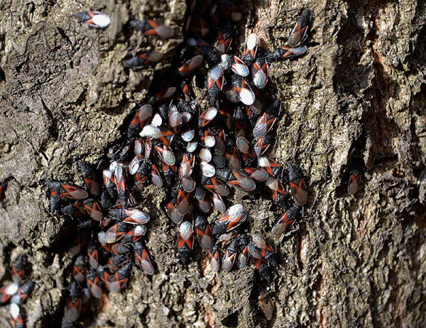 Oxycarenus lavaterae