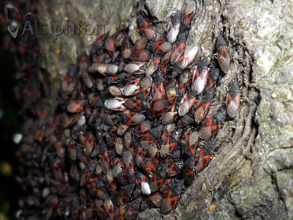 Oxycarenus lavaterae