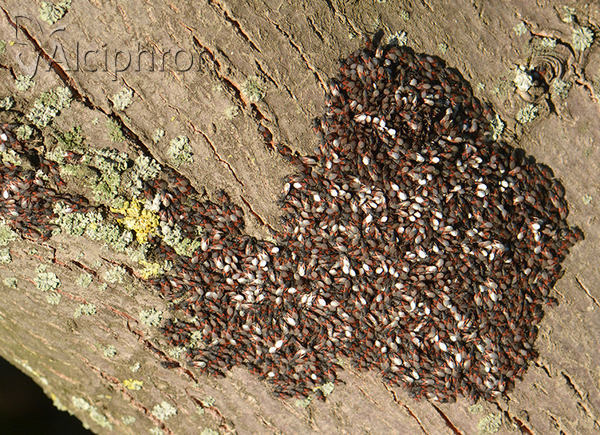 Oxycarenus lavaterae