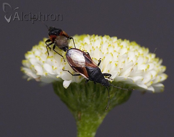 Oxycarenus lavaterae