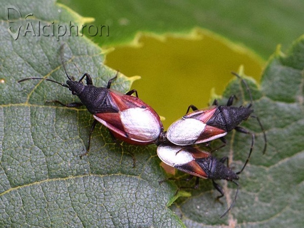Oxycarenus lavaterae
