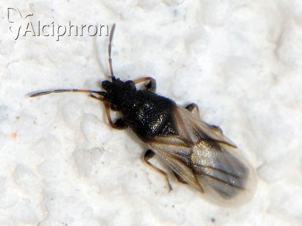 Metopoplax ditomoides