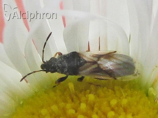 Metopoplax ditomoides