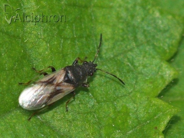 Metopoplax fuscinervis
