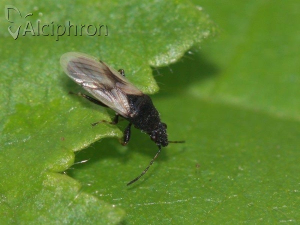 Metopoplax fuscinervis