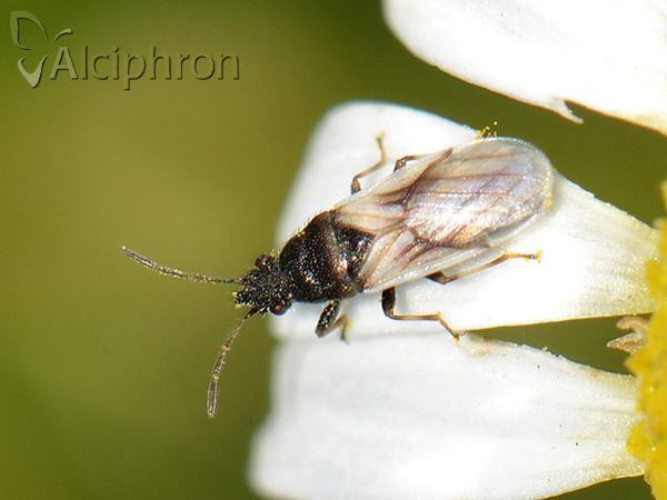 Metopoplax origani