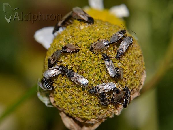 Metopoplax origani