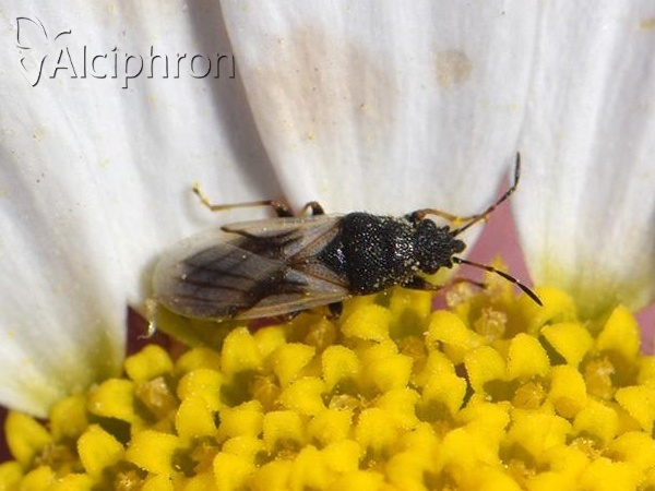 Metopoplax origani