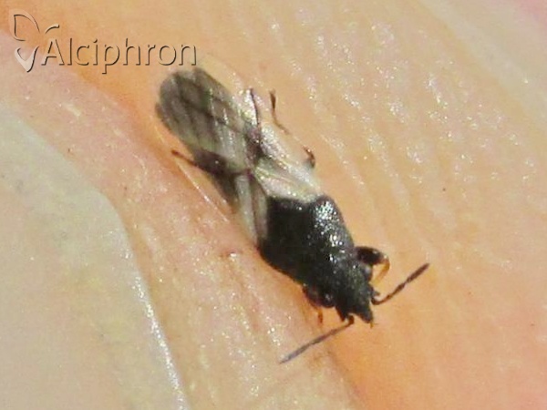 Metopoplax origani