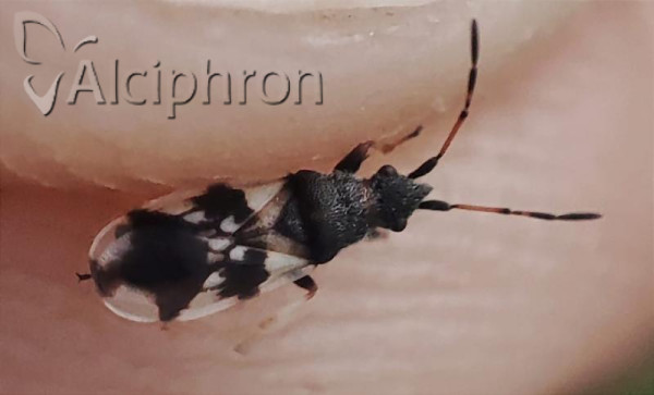 Macroplax fasciata