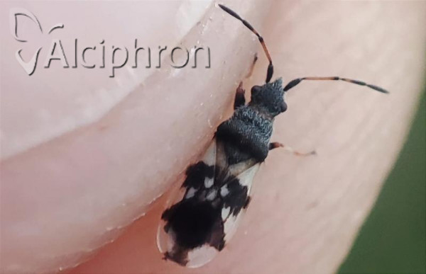 Macroplax fasciata