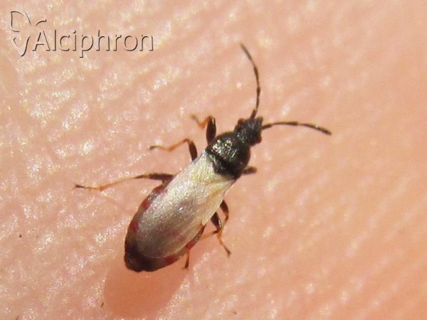 Brachyplax tenuis