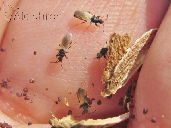 Brachyplax tenuis