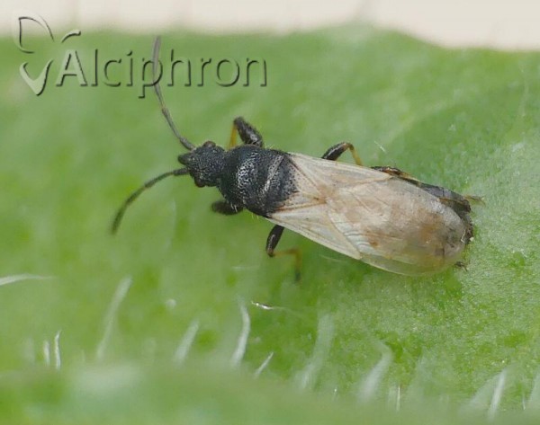 Brachyplax tenuis