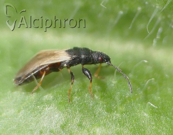 Brachyplax tenuis