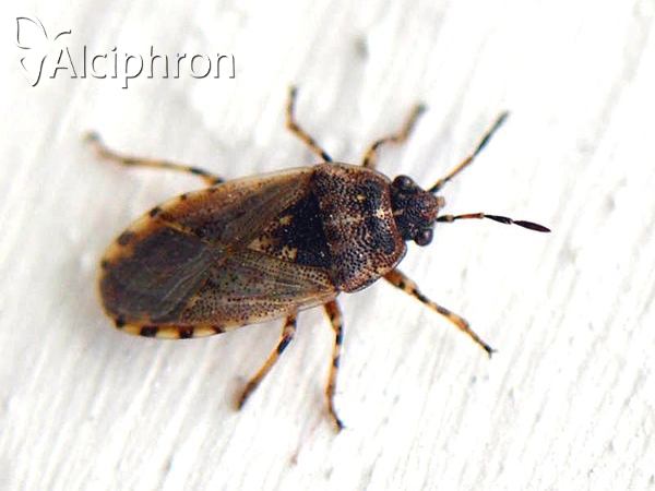 Platyplax salviae