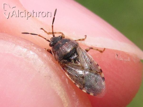 Platyplax salviae