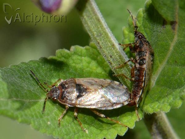 Platyplax salviae