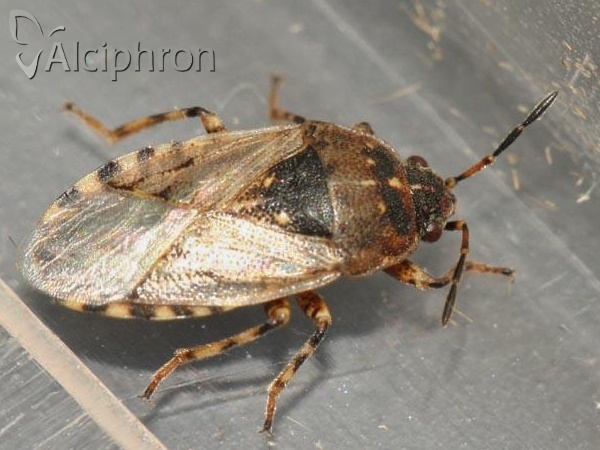 Platyplax salviae
