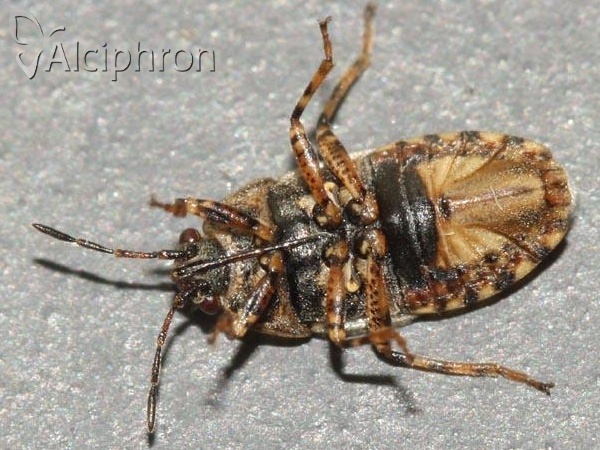 Platyplax salviae
