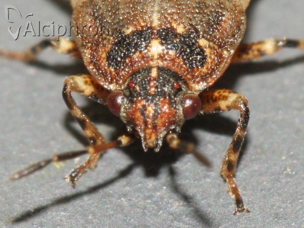 Platyplax salviae