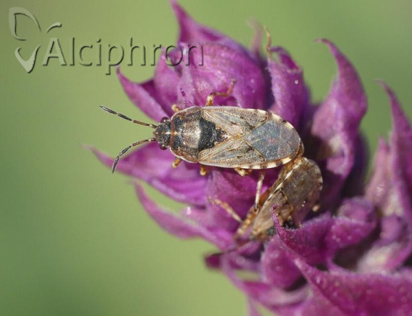 Platyplax salviae