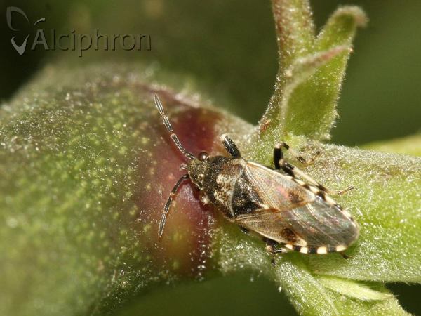 Heterogaster affinis