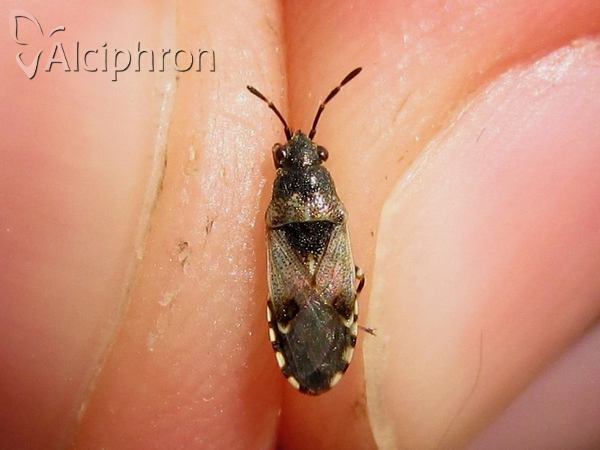 Heterogaster affinis