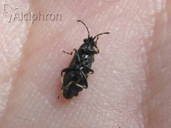 Heterogaster affinis