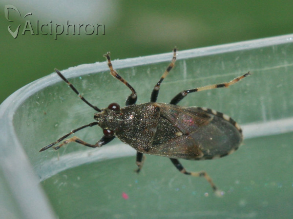 Heterogaster affinis