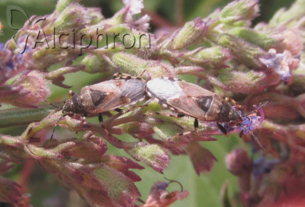 Heterogaster cathariae