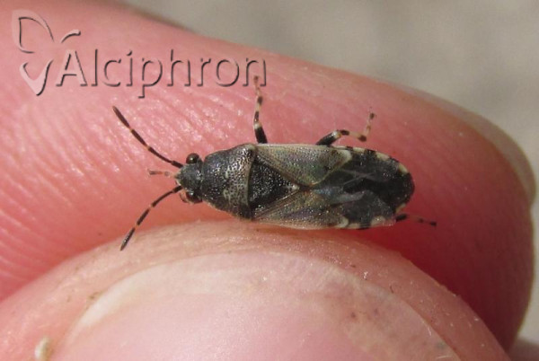 Heterogaster cathariae
