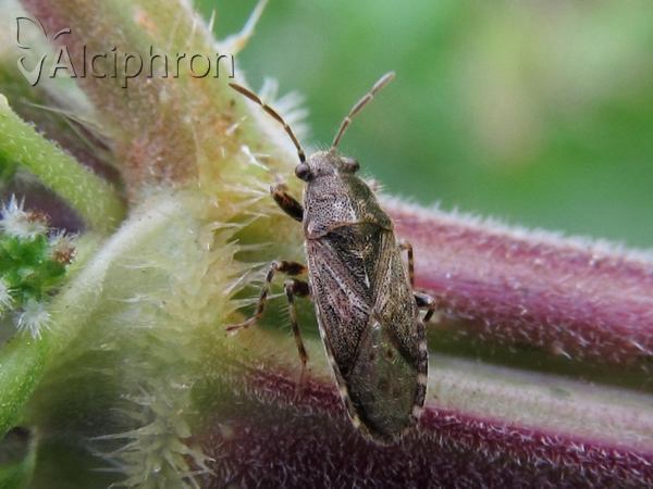 Heterogaster urticae