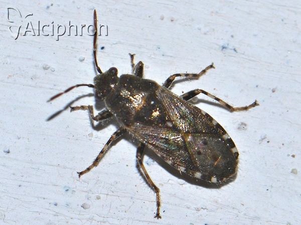 Heterogaster urticae