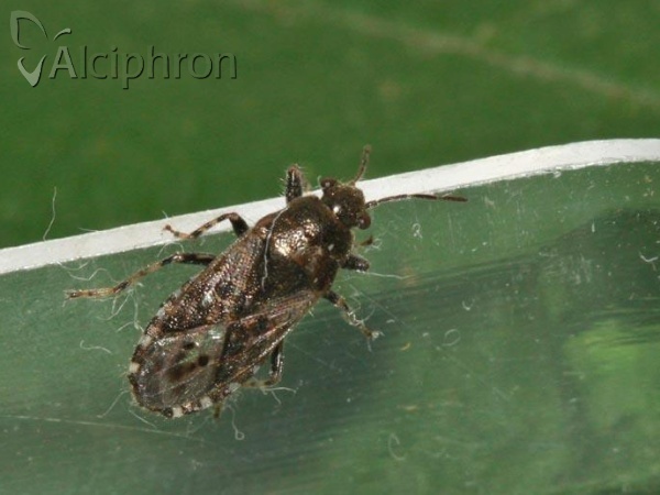 Heterogaster urticae
