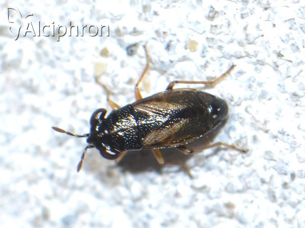 Geocoris ater