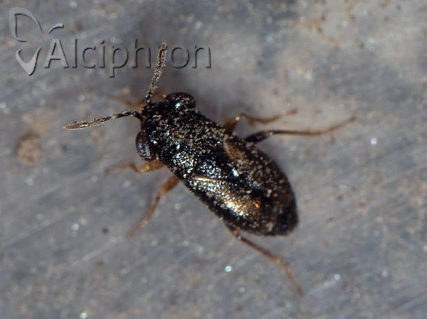 Geocoris ater