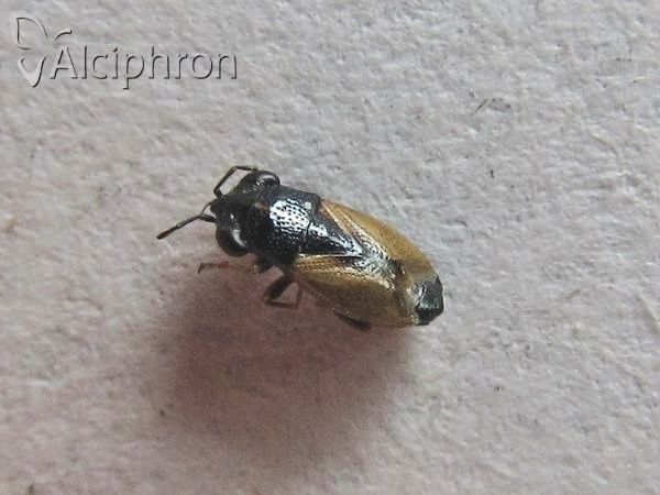 Geocoris ater