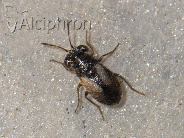 Geocoris ater