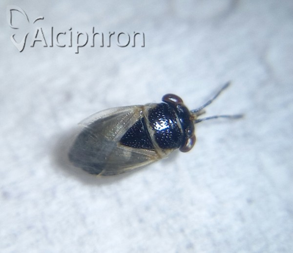 Geocoris megacephalus