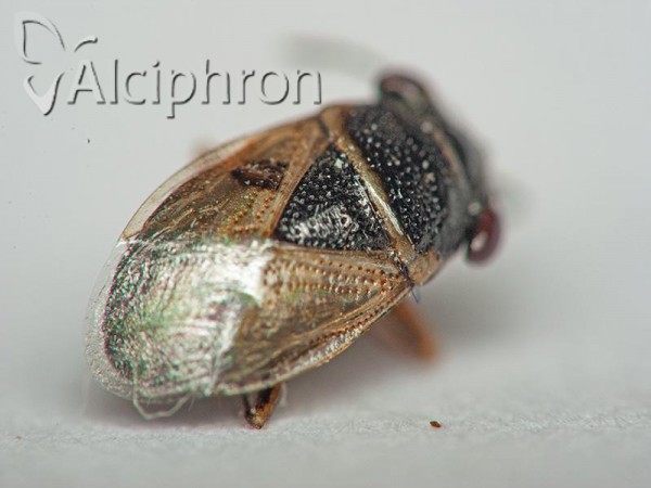 Geocoris megacephalus