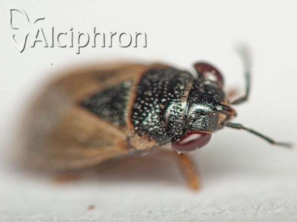 Geocoris megacephalus