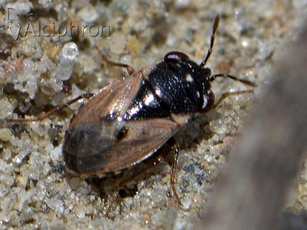 Geocoris pallidipennis