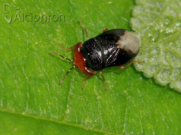 Geocoris erythrocephalus