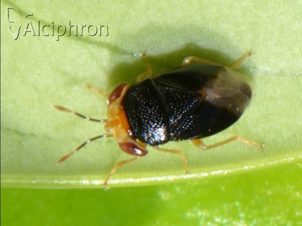 Geocoris erythrocephalus