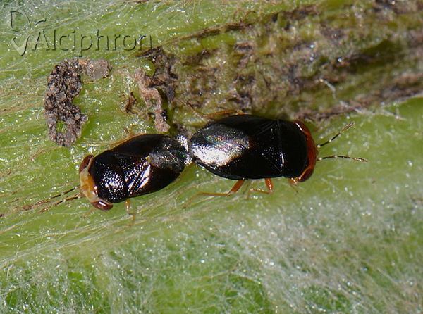 Geocoris erythrocephalus